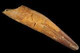 Real Spinosaurus Tooth - Partial Root #105657-1